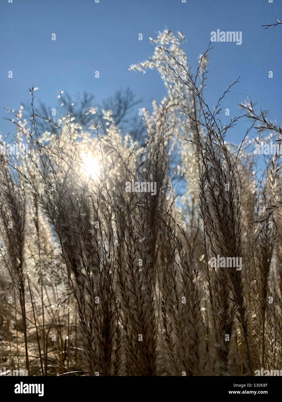 The bright sun peeling thru a field of fluffy dried yellow wheat grass - Smartphone Captured Stock Image