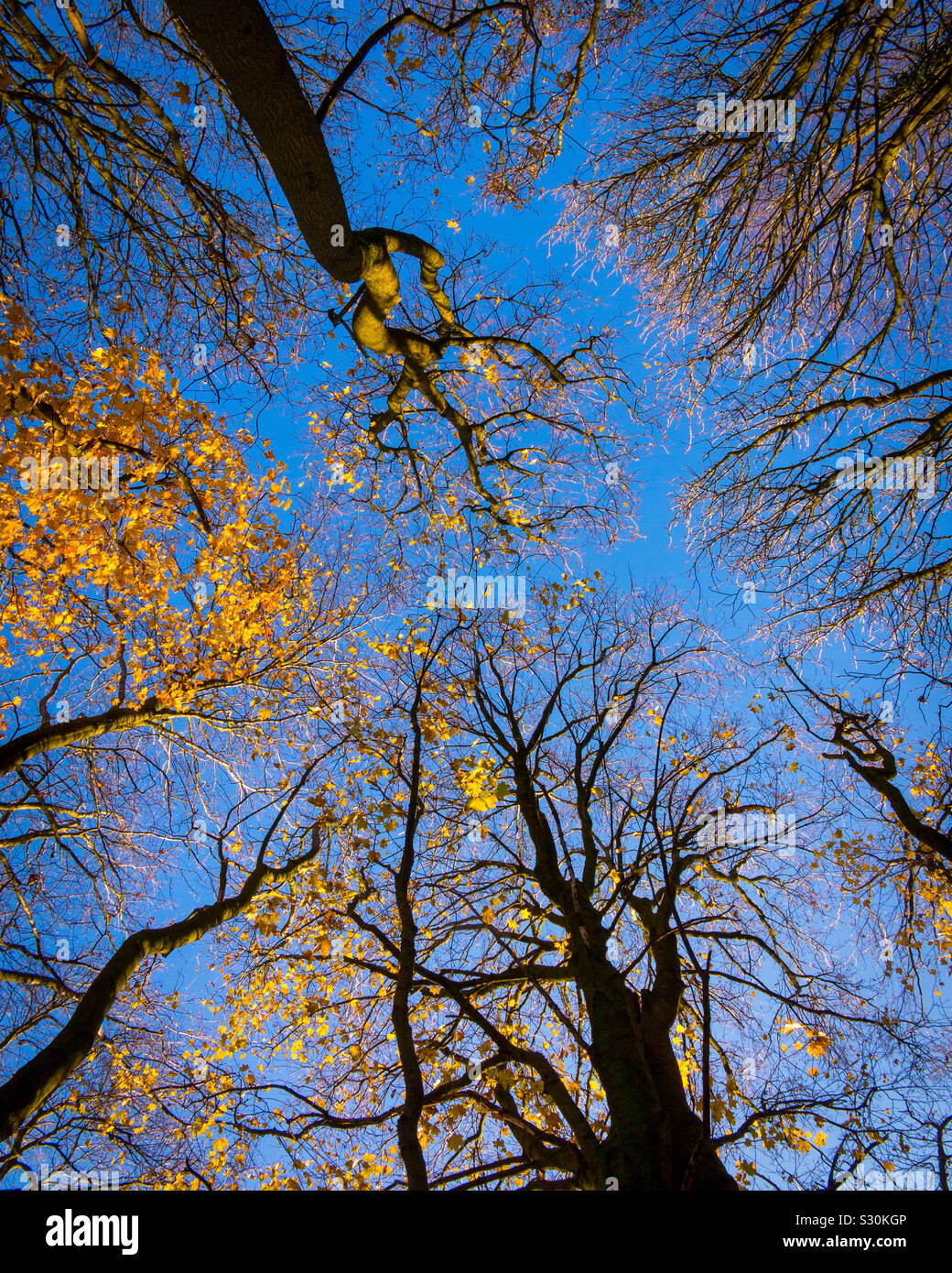 View looking up at tree branches in autumn with blue sky behind - Smartphone Captured Stock Image