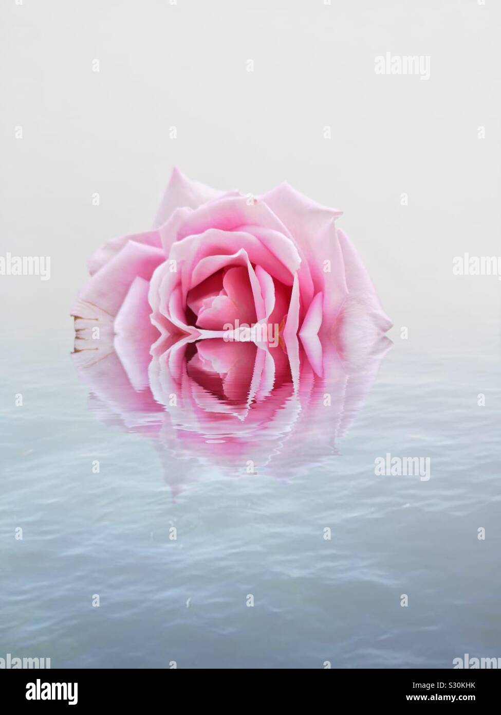 Pink rose half submerged and reflected in water Stock Photo Alamy