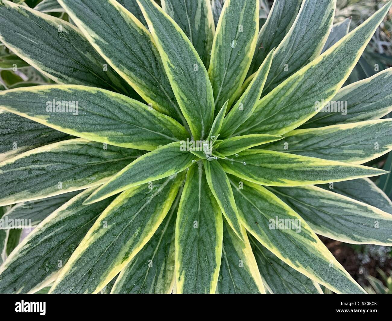 Beautiful fresh green and yellow dracaena house plant in full glory - Smartphone Captured Stock Image