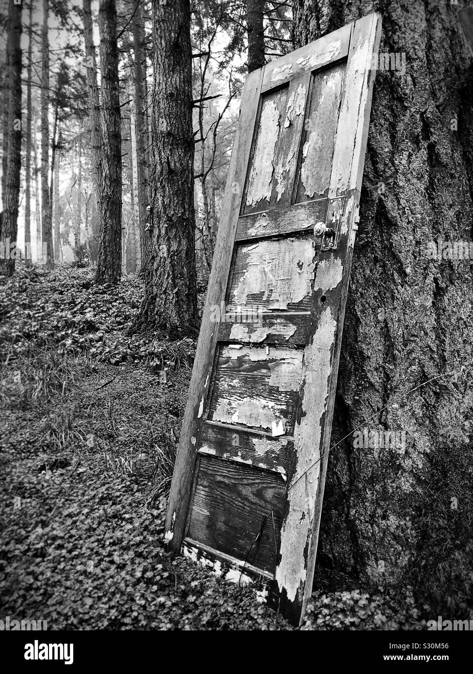 An old door with peeling paint leaning against a tree in a forest. Stock Photo