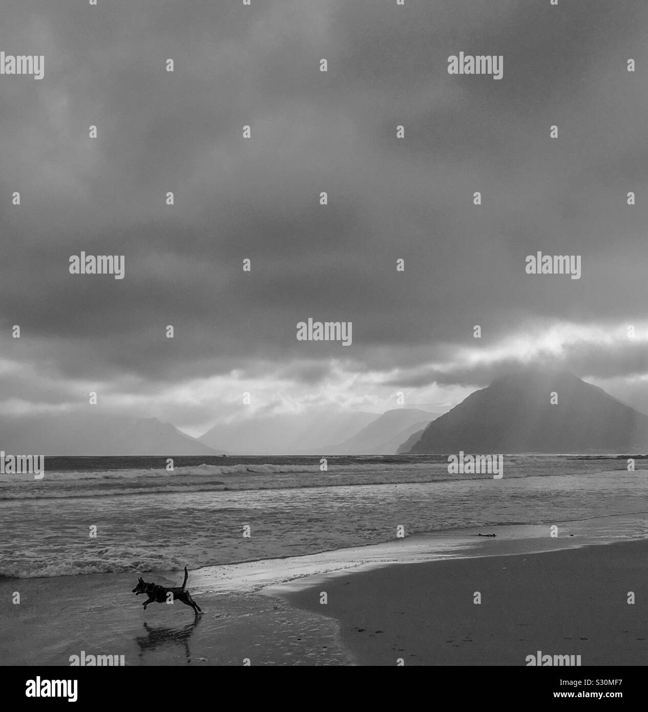 Leaping dog on Kommetjie Long Beach, Cape Peninsula, Cape Town, South Africa. Dramatic overcast cloudy sky. Black and white. 2019 Stock Photo