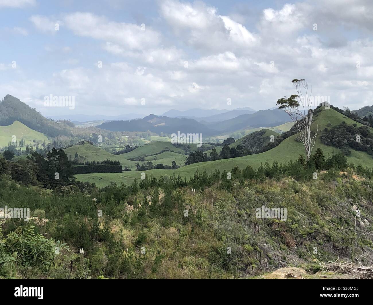 Coromandel peninsula RainForest Stock Photo Alamy