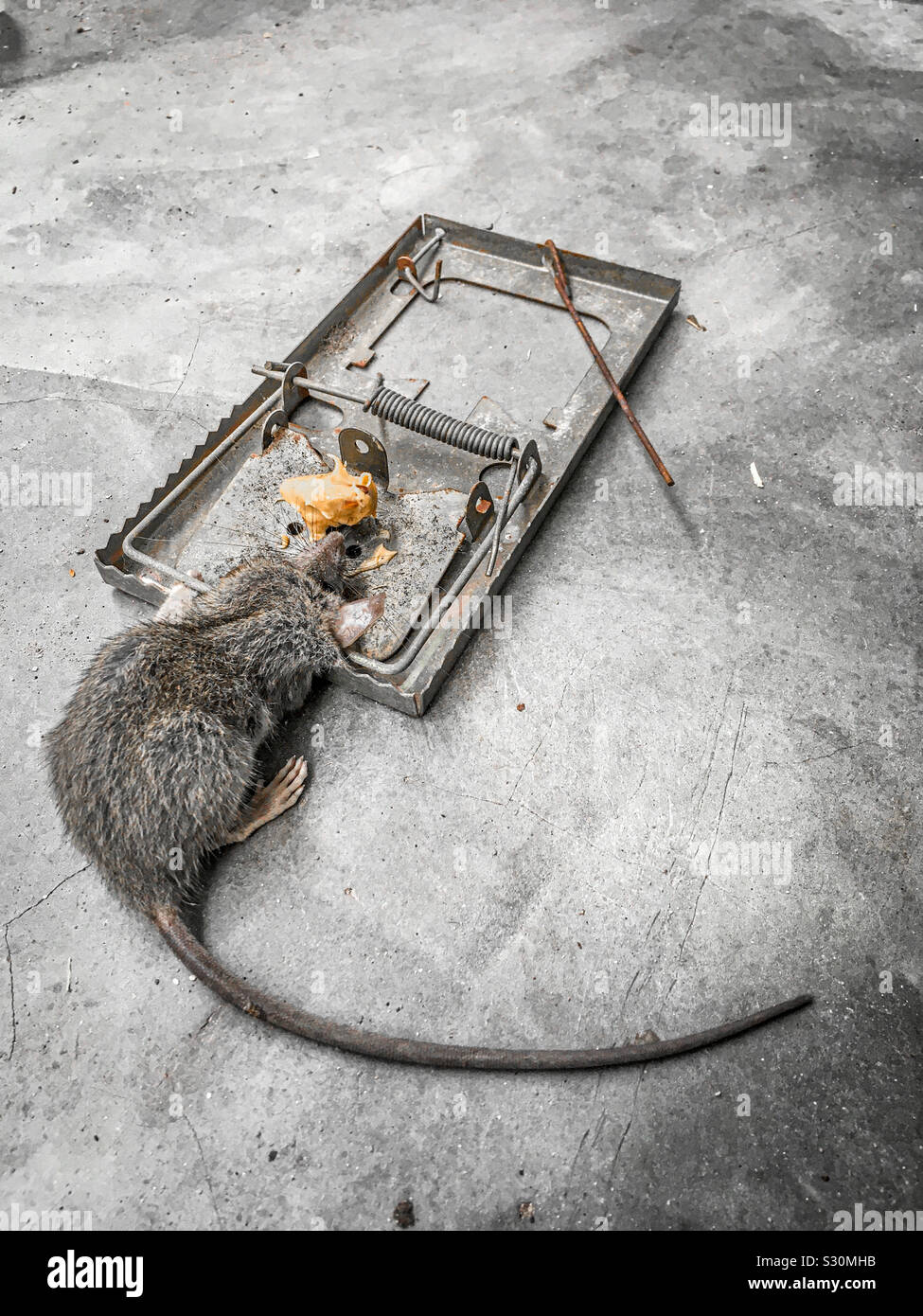 Metal mouse live trap hi-res stock photography and images - Alamy