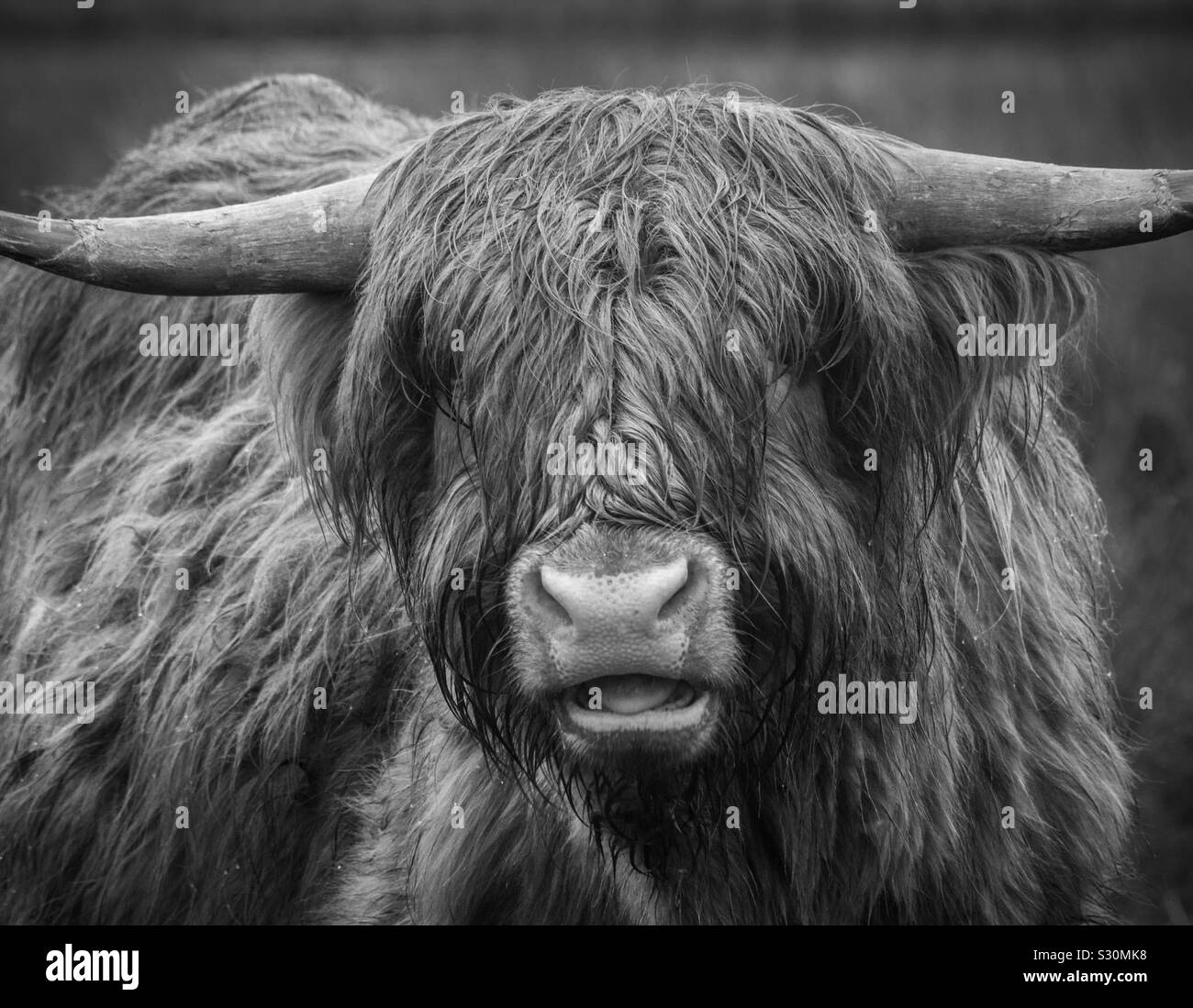 Highland cow, close up Stock Photo Alamy