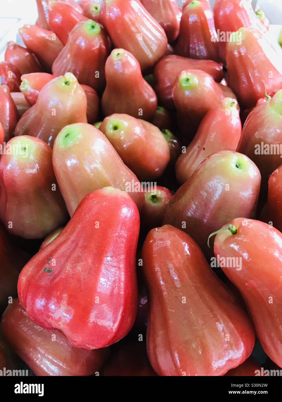 Pile of Red Jambu fruit , chambakka in Malayalam , Syzygium Samarangense-upside down heart shape fruits Stock Photo