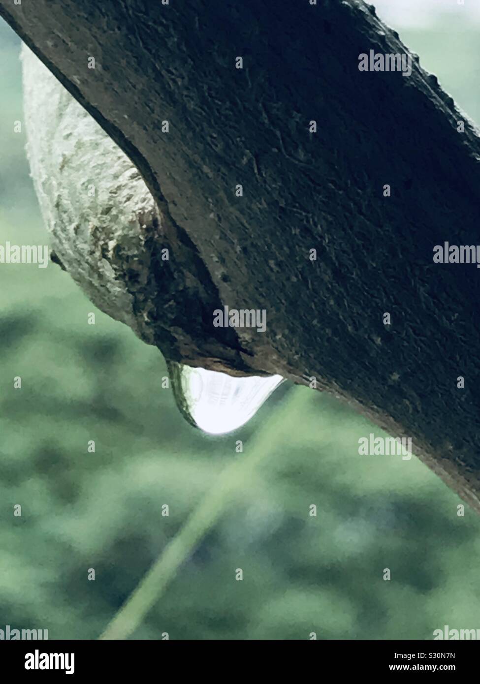 On a rainy day took this pic, drop of rain water droplets sliding