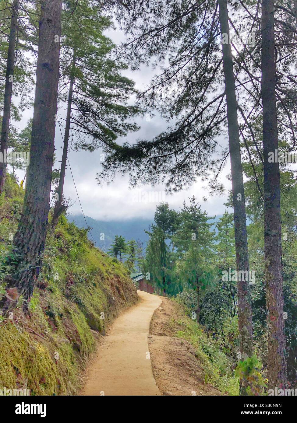 Forest path in Bhutan. - Smartphone Captured Stock Image