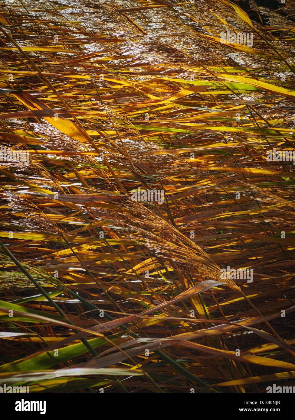 Golden reeds blowing in the wind Stock Photo