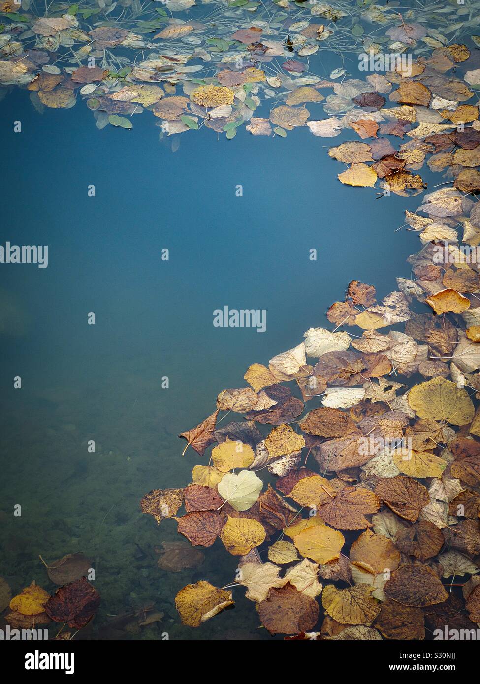 Autumn leaves on deep lake, Sweden Stock Photo
