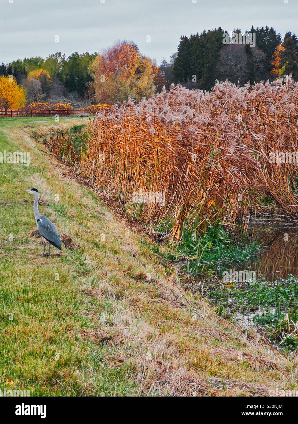 Grey heron (Ardea Cinerea) standing in colourful autumn scene, Sweden - Smartphone Captured Stock Image