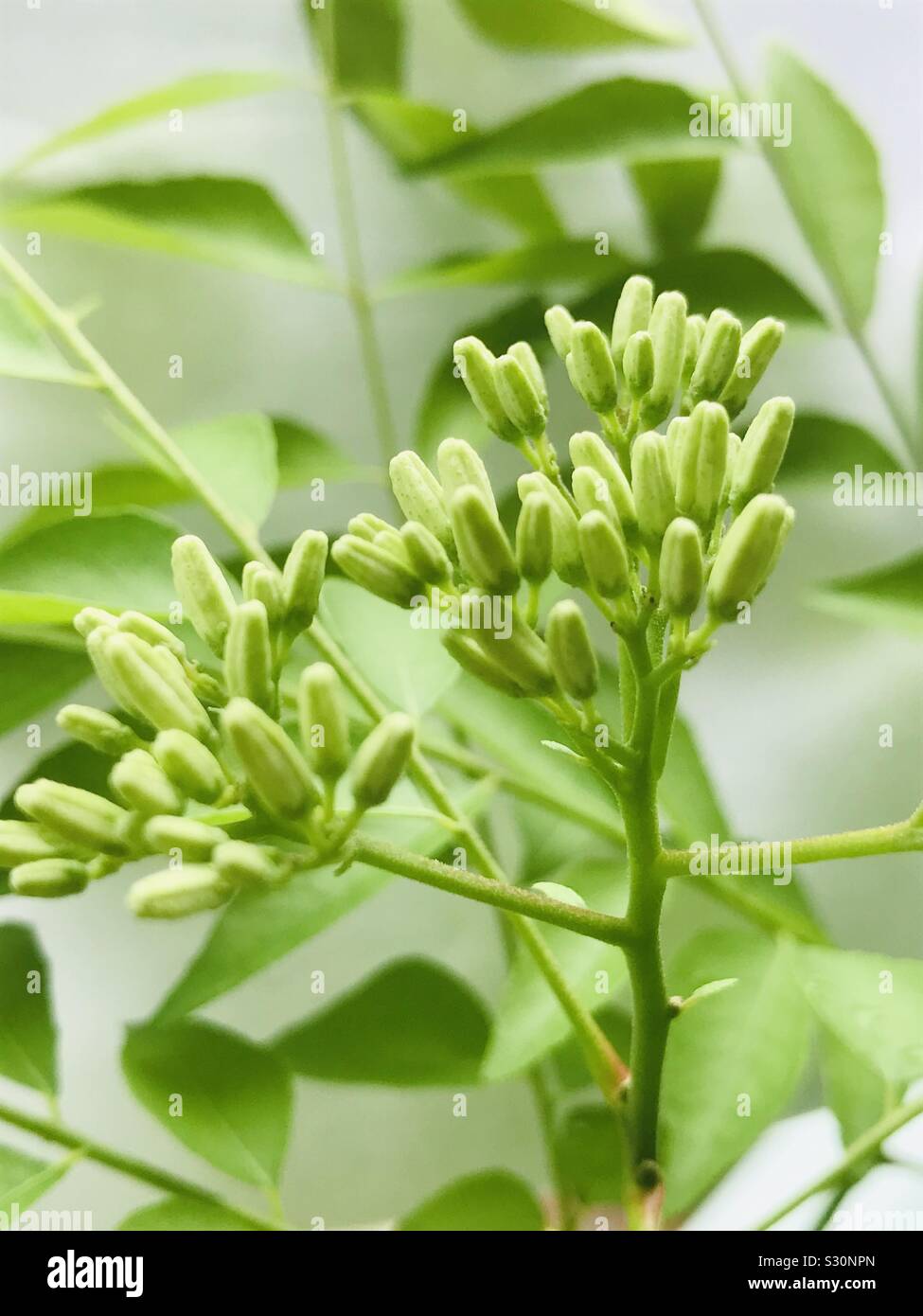 Curry leaf plant and flower aka Murraya Koenigii, Bergera Koenigii