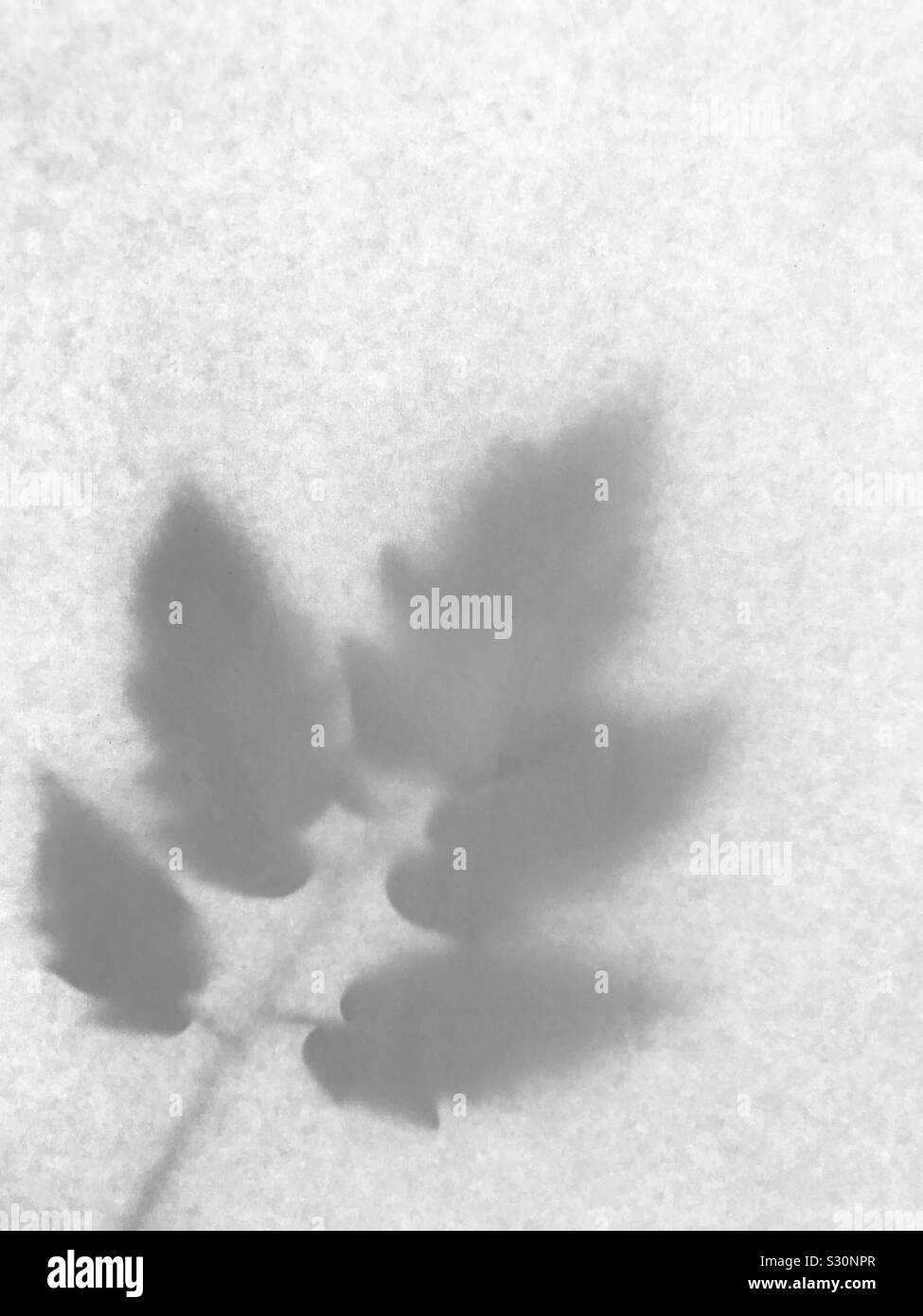 Tomato leaf in a frosted state, negative image, leave shadow Stock Photo