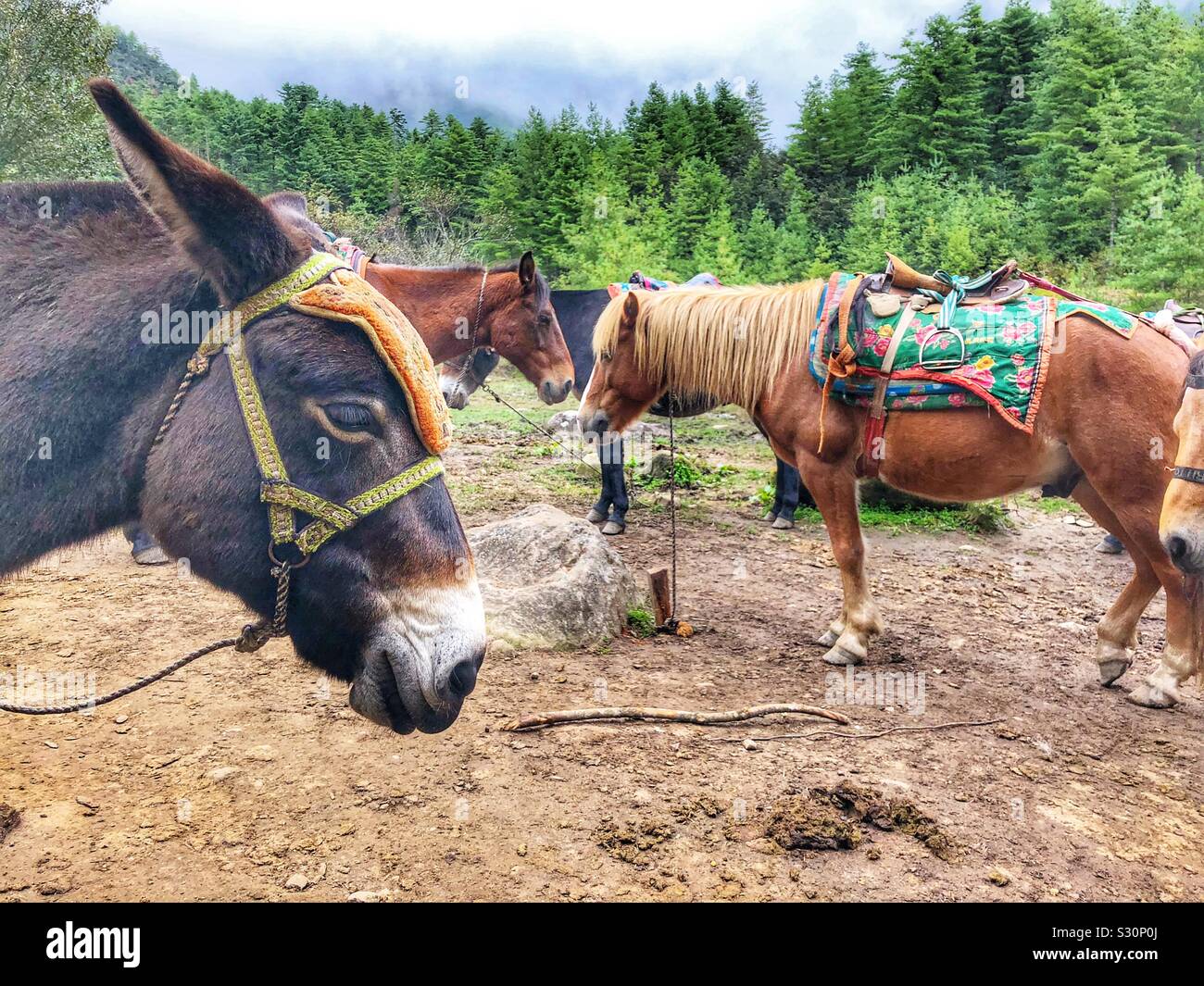 Horses waiting for customers. - Smartphone Captured Stock Image