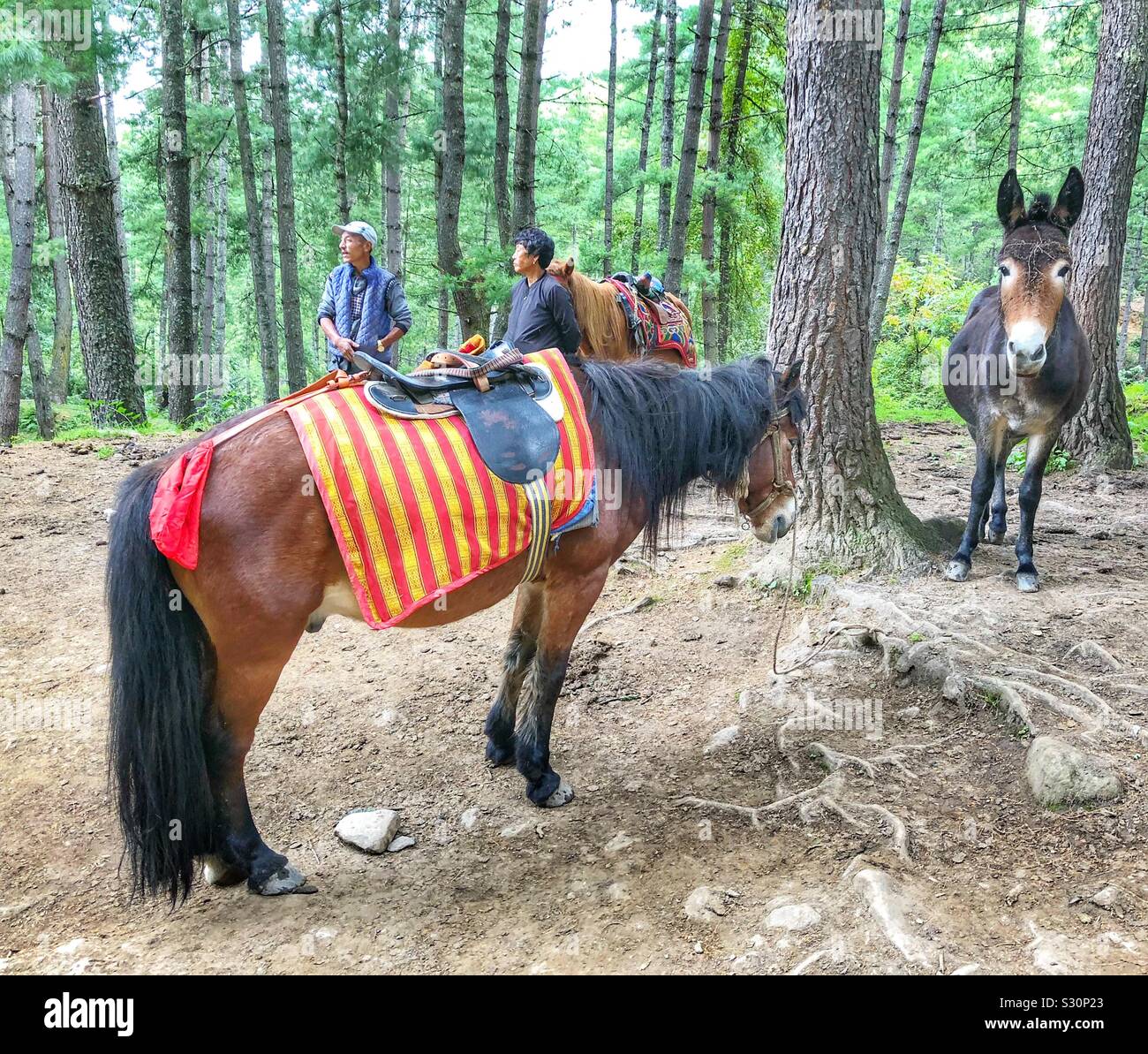 Here’s looking at you. Horses waiting for customers. - Smartphone Captured Stock Image