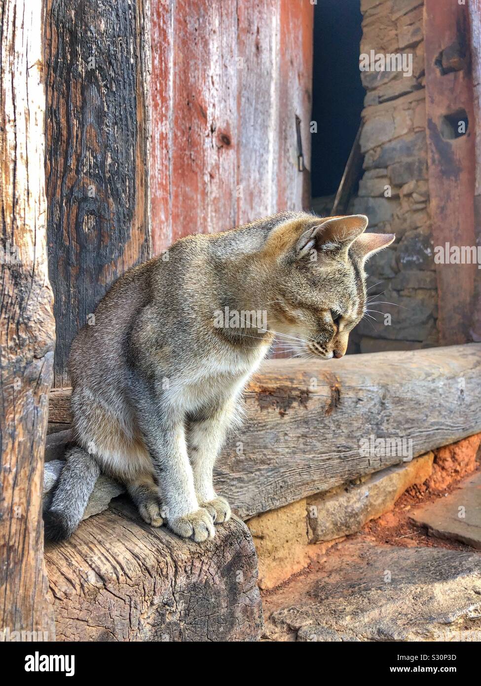 Cute cat sitting on a doorstep. - Smartphone Captured Stock Image