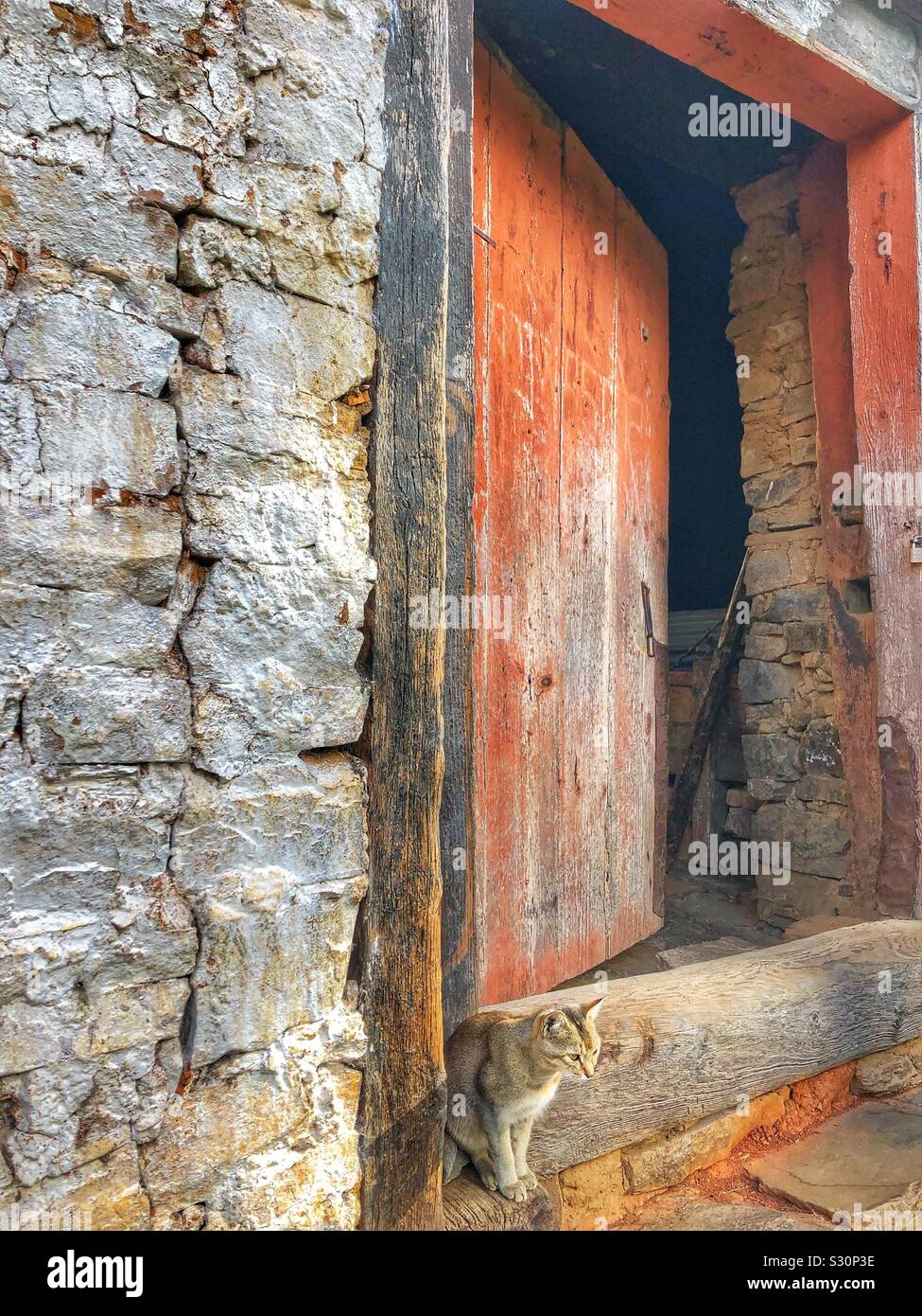 A cat sitting on the doorstep of an old building. - Smartphone Captured Stock Image