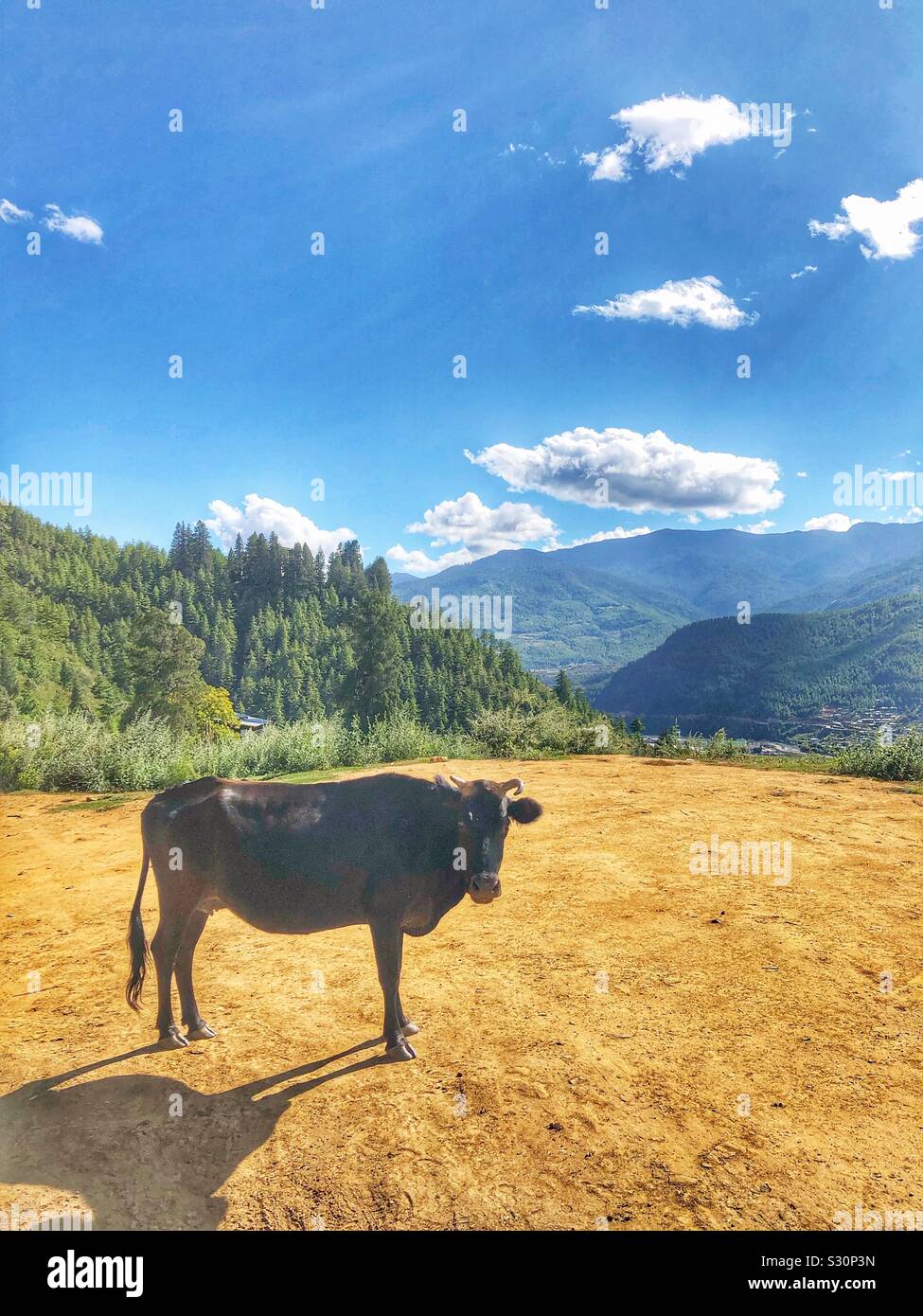 Lone cow in the mountains. - Smartphone Captured Stock Image