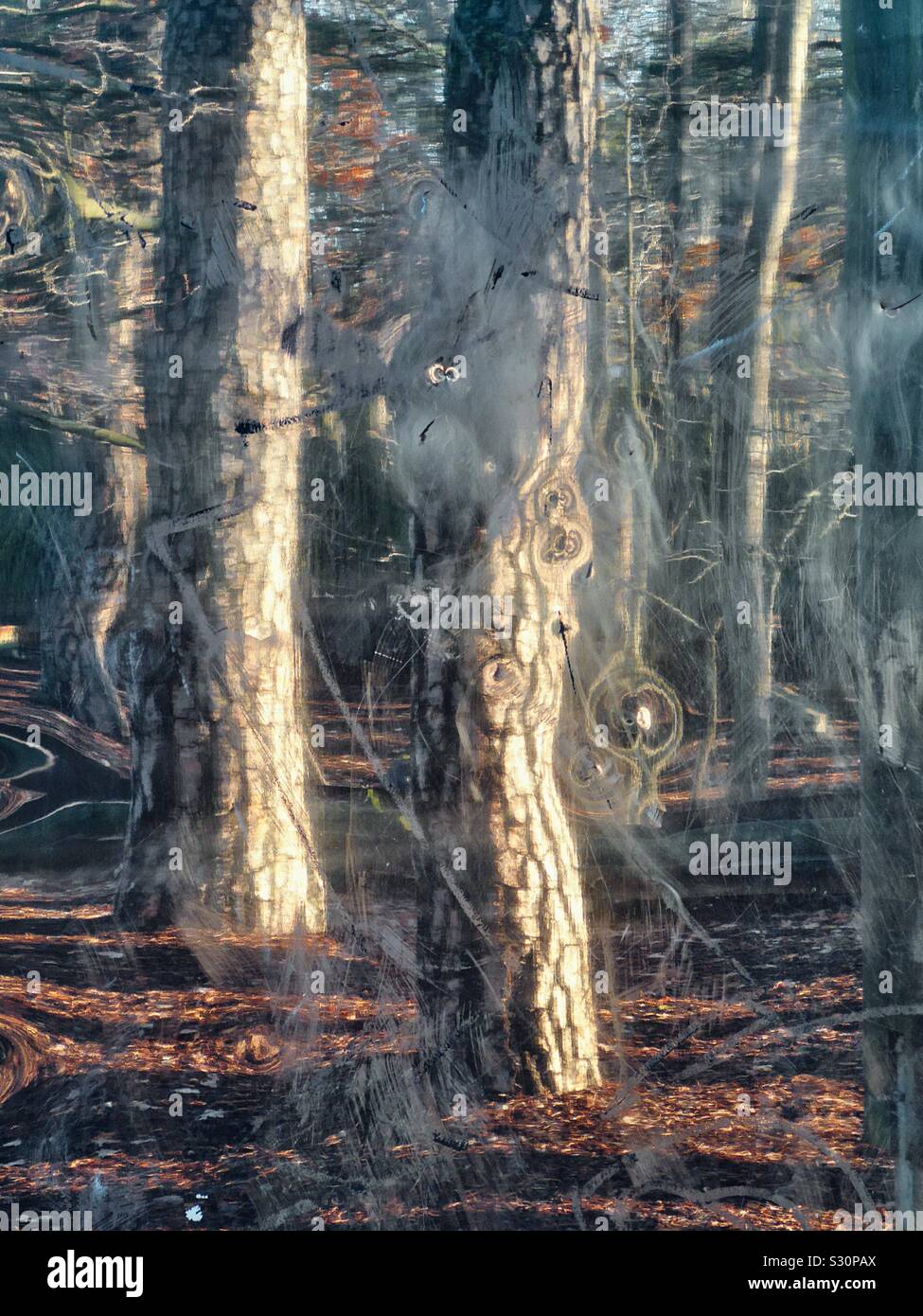 Tree trunks and autumn leaves distorted reflection in giant mirror, Stockholm, Sweden - Smartphone Captured Stock Image