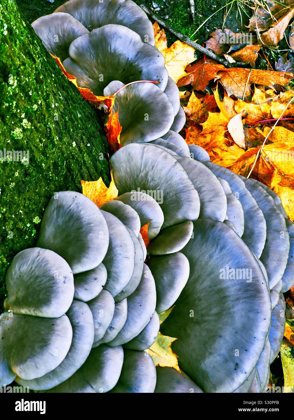 Wild mushrooms growing on tree, Sweden Stock Photo