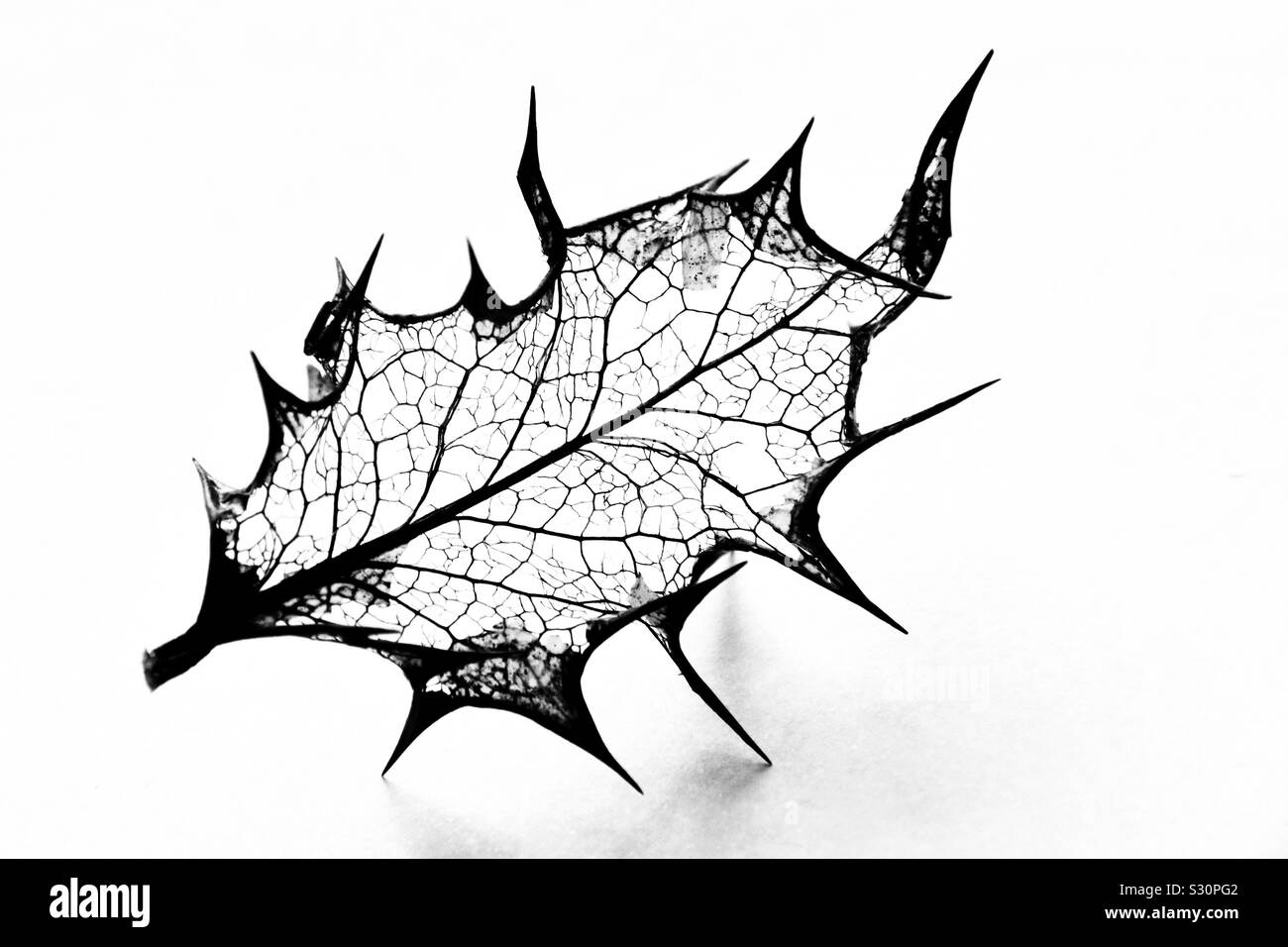 Skeleton leaf Stock Photo