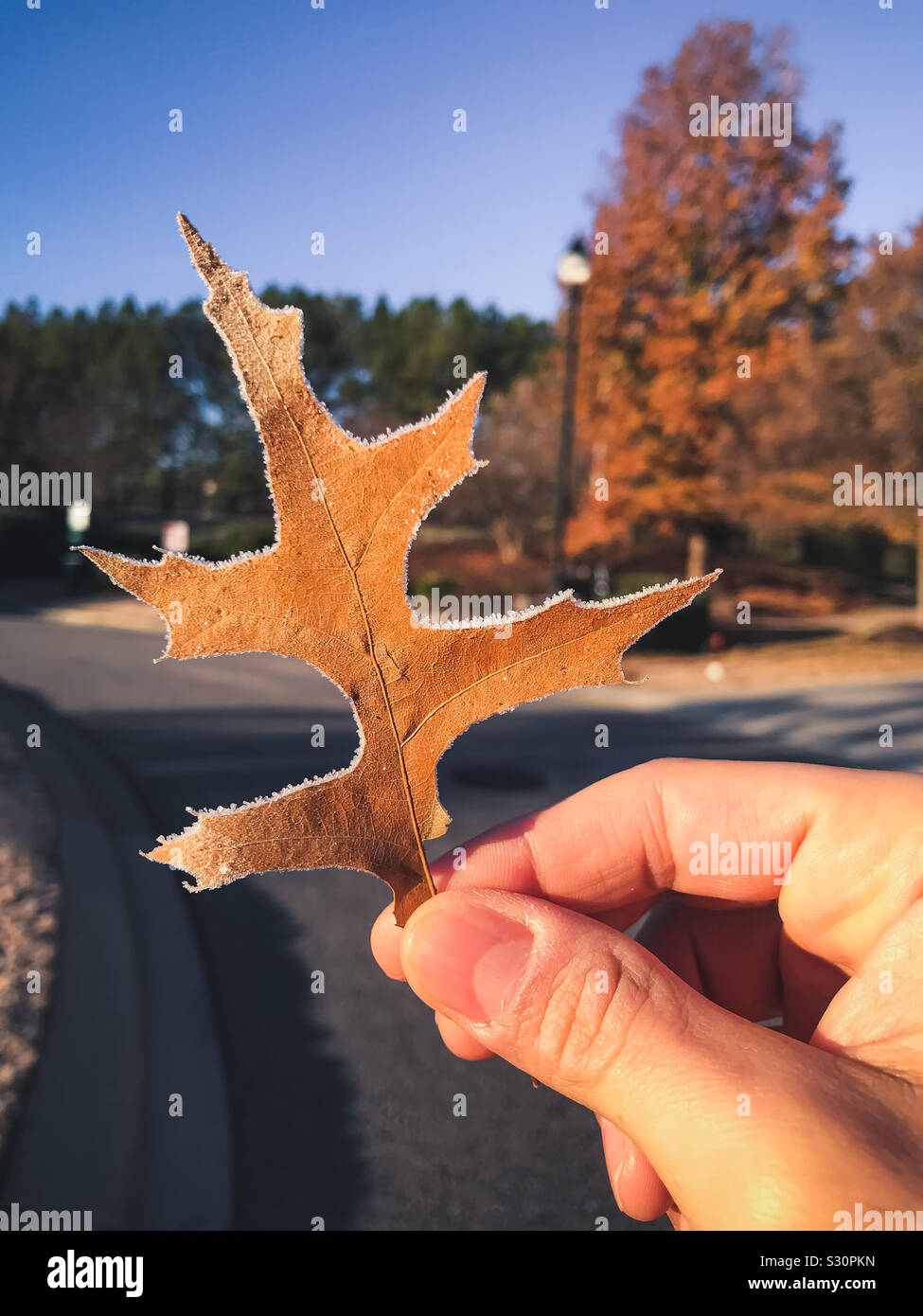 Person holding a frozen dry oak leaf - Smartphone Captured Stock Image