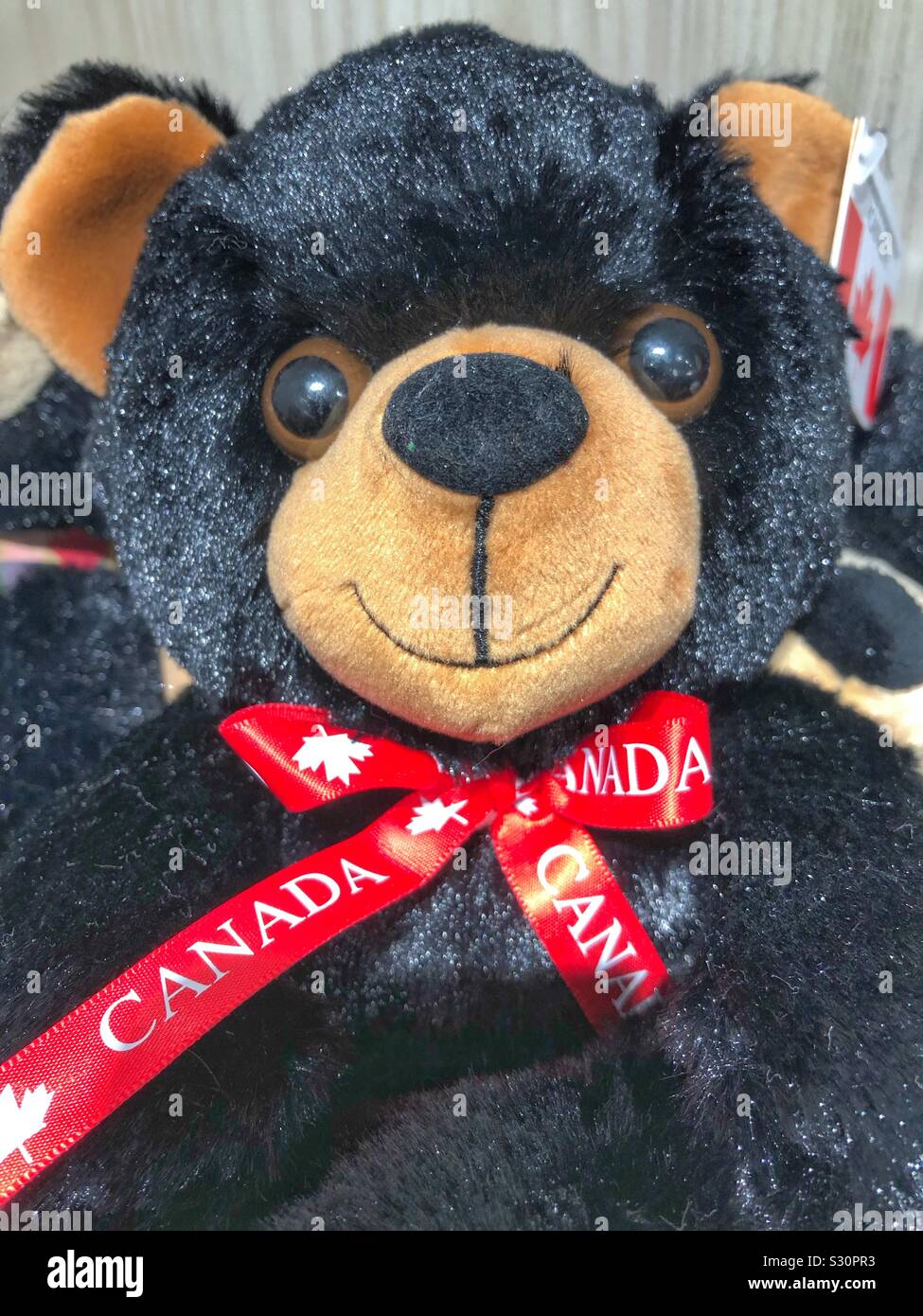 Canadian black bear stuffed toy Stock Photo - Alamy