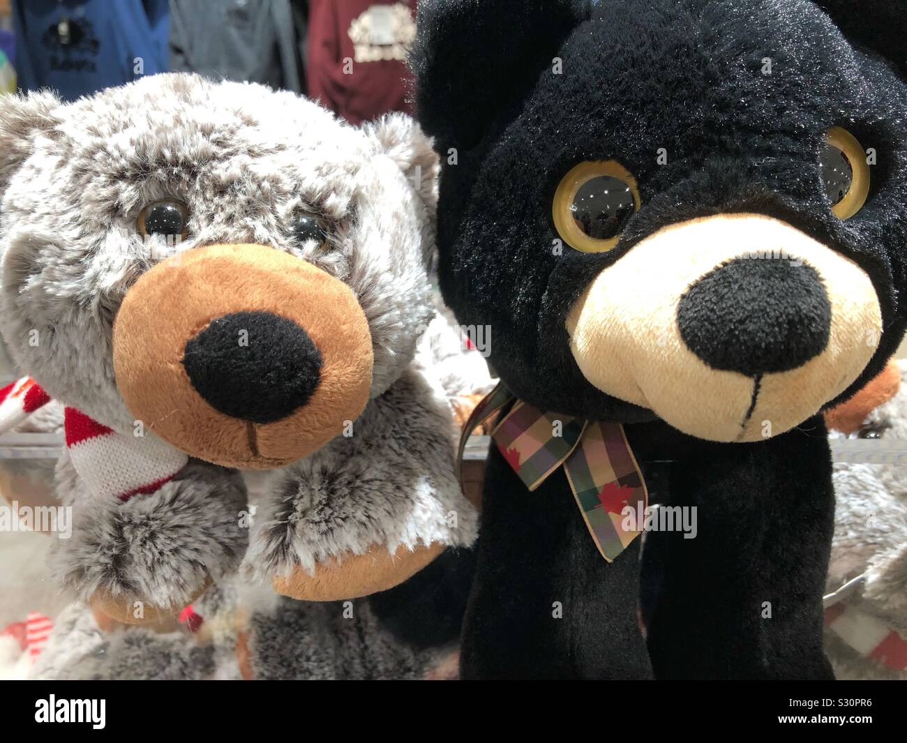 Bear pals. - Smartphone Captured Stock Image