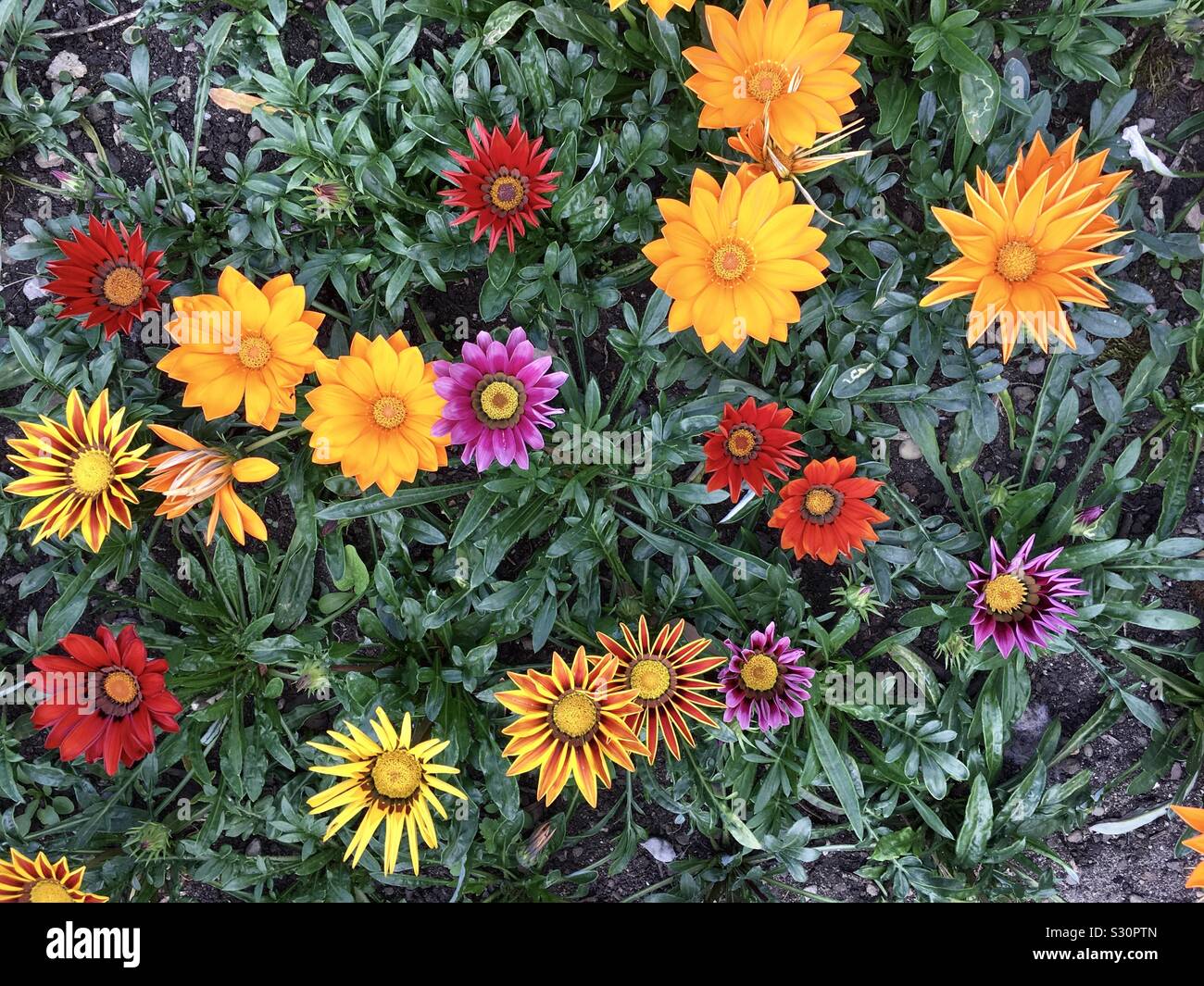 Gazanias in full bloom - Smartphone Captured Stock Image
