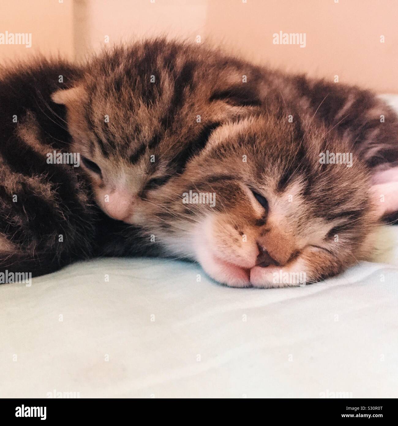 Cuddling kittens hires stock photography and images Alamy