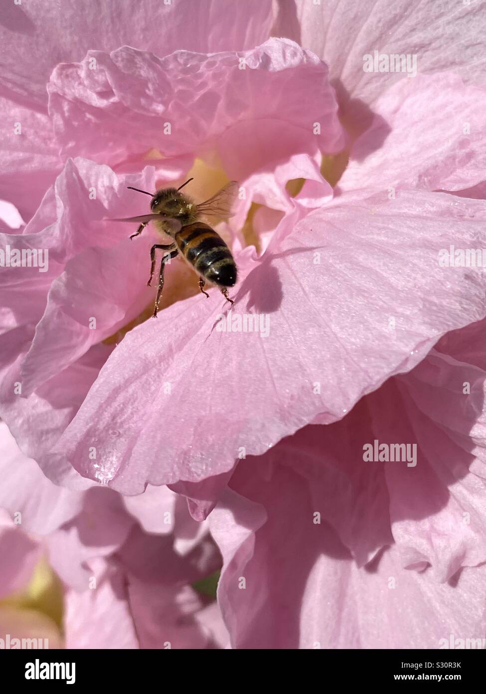 Closeup of a honeybee on pink hibiscus flower - Smartphone Captured Stock Image