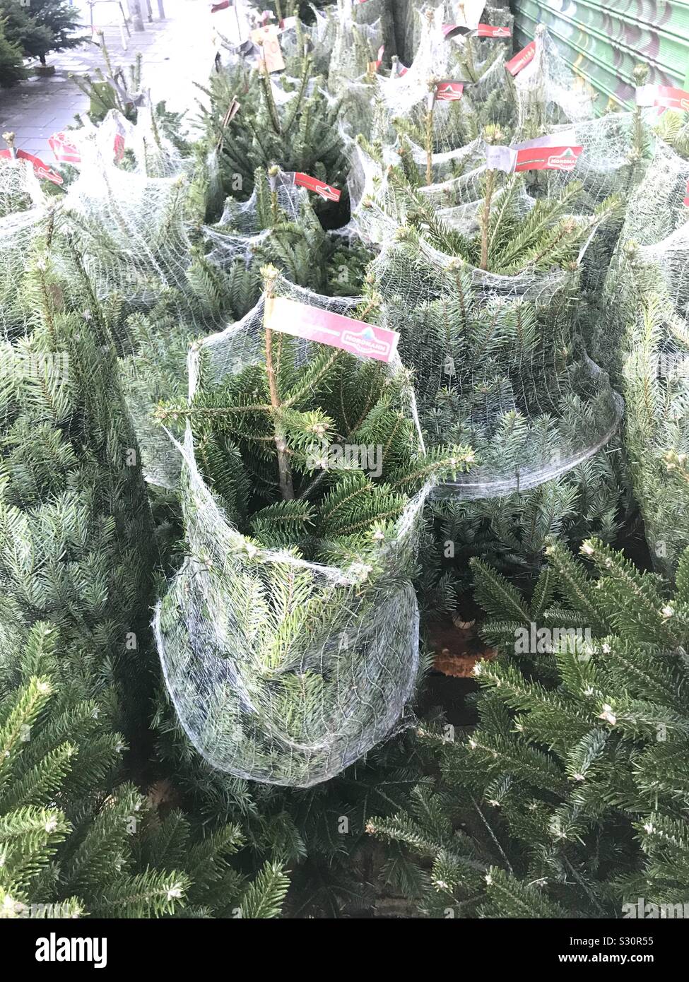 Christmas trees, Brighton Stock Photo Alamy