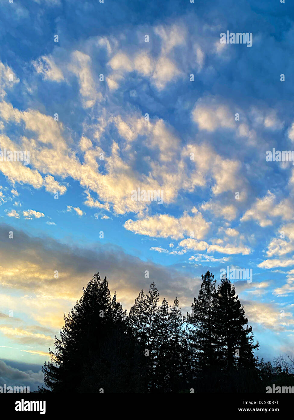 Early sunset clouds over redwood trees - Smartphone Captured Stock Image