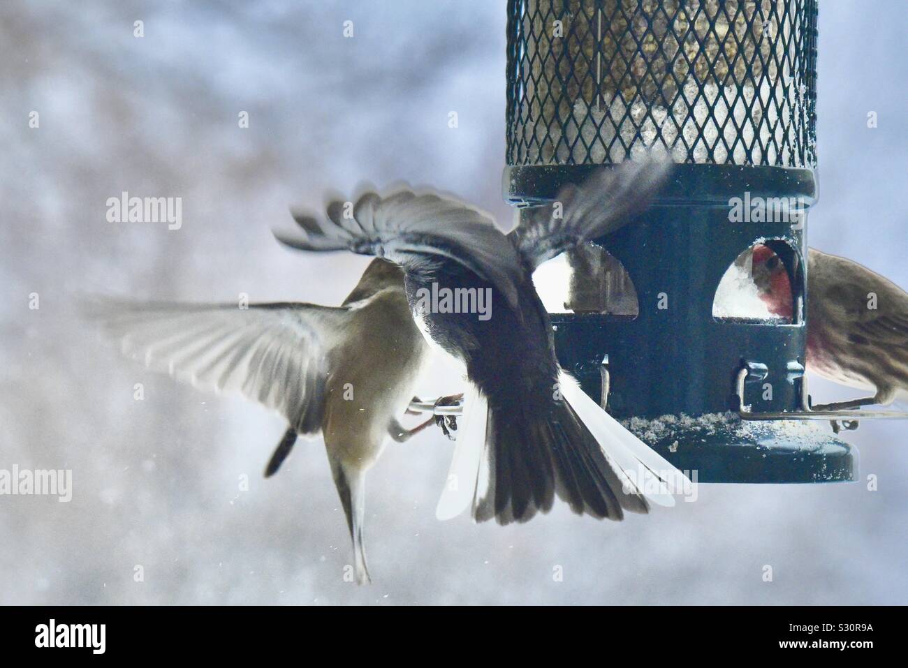 Song birds competing for space at feeder during snow storm Stock Photo