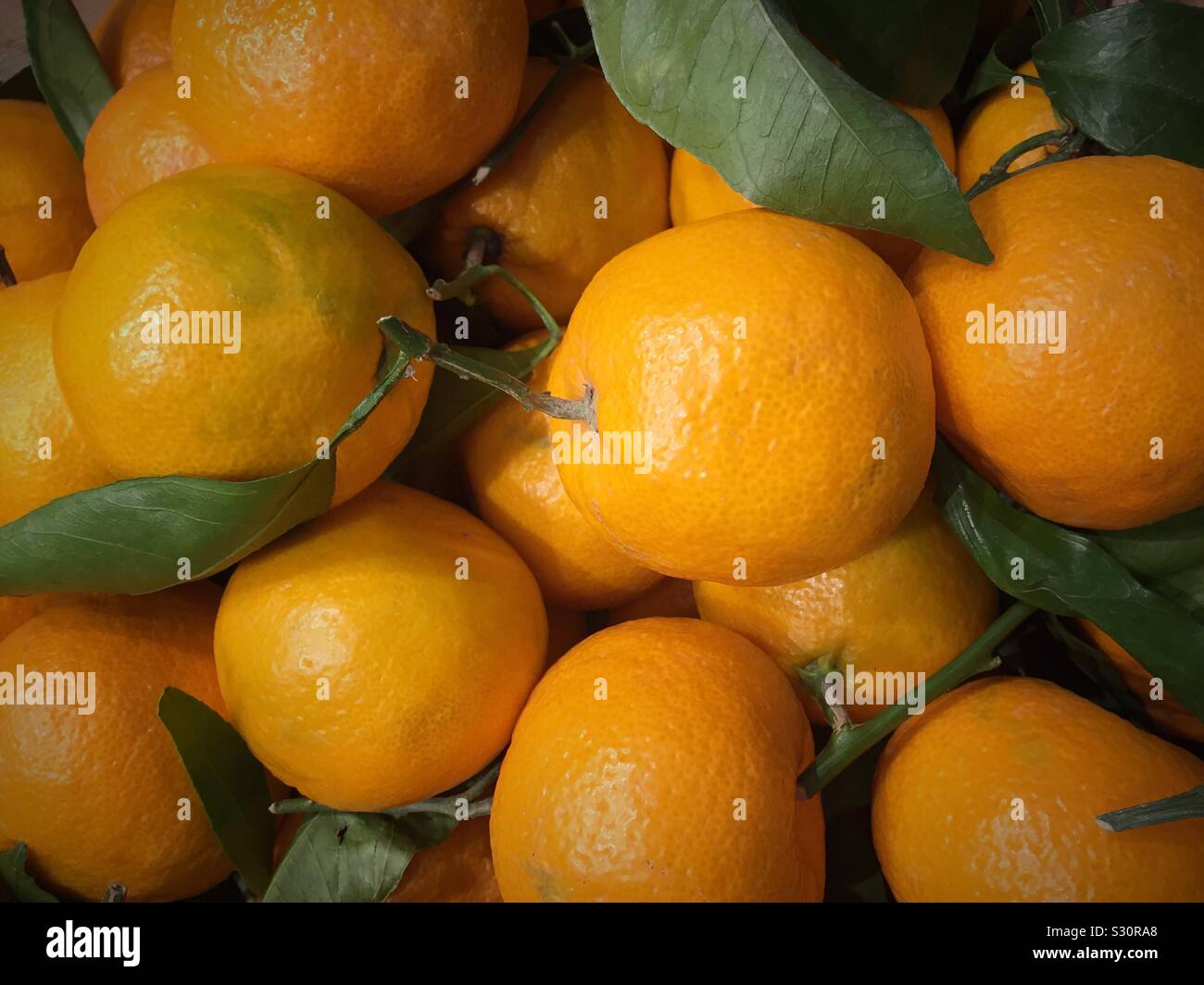 Freshly picked mandarin oranges for sale in a bin in the produce aisle have a grocery store in the United States of America Stock Photo