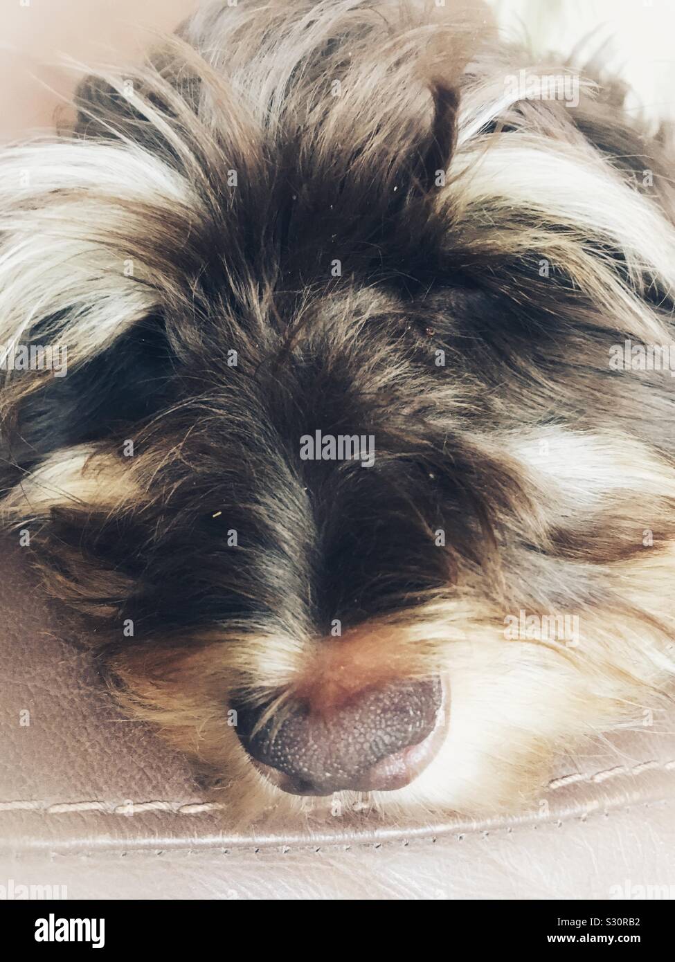 Close up of a sleeping puppy - Smartphone Captured Stock Image