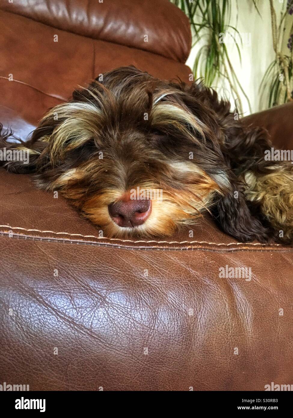 Beautiful Cockapoo - Smartphone Captured Stock Image