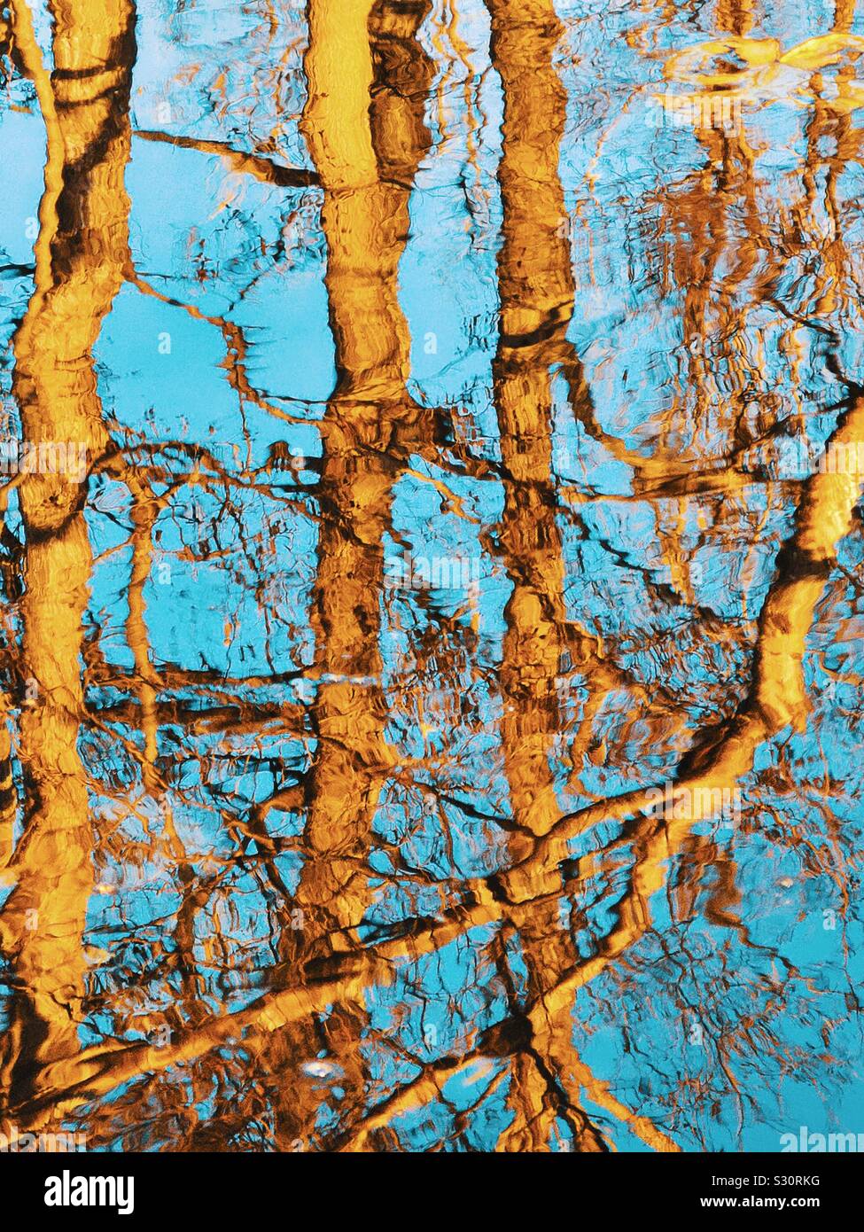 Tree trunks and blue sky reflected in lake, Sweden Stock Photo