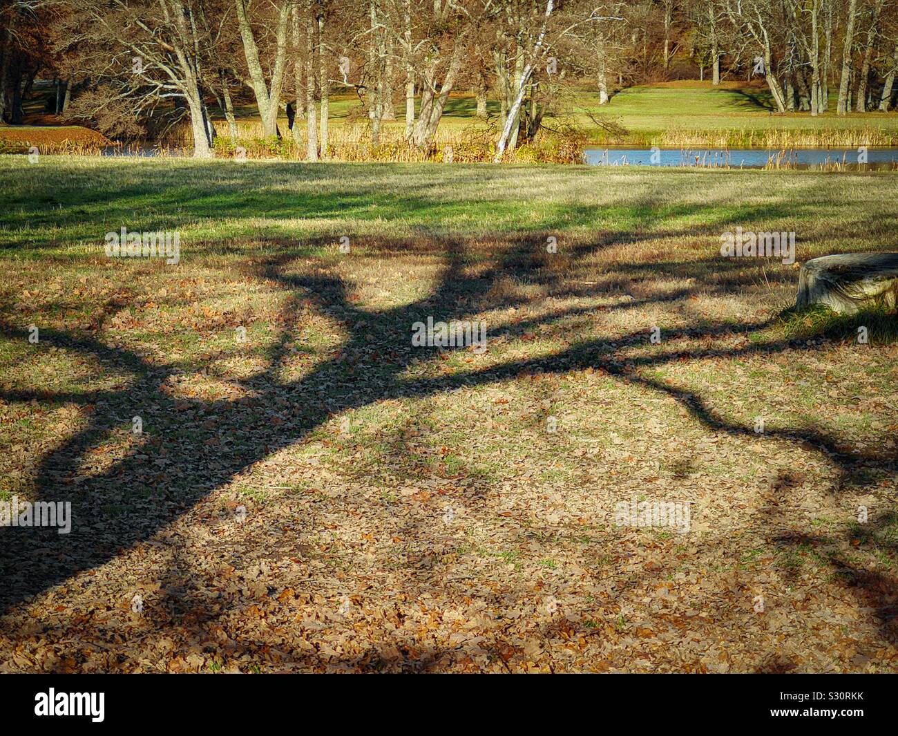 Shadow of tree on ground, Sweden Stock Photo