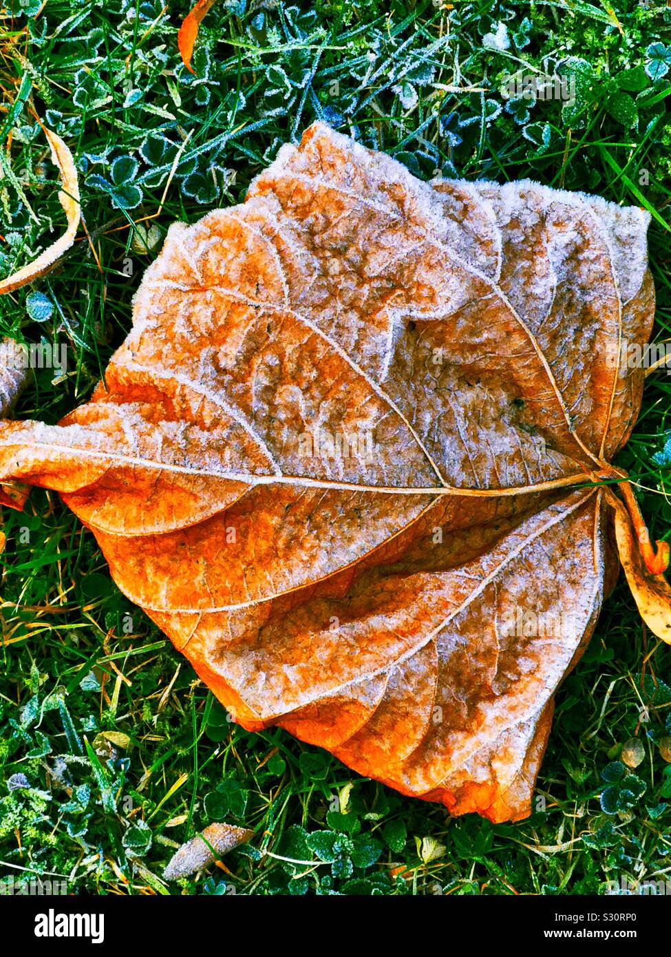 Frozen autumn leaf with frost ice as the seasons change from autumn to winter, Sweden - Smartphone Captured Stock Image