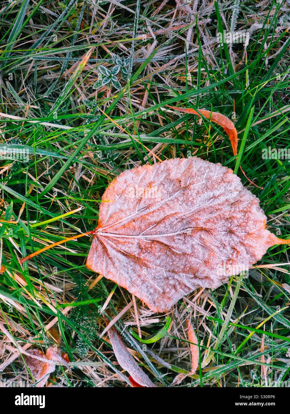 Frozen autumn leaf with frost ice as the seasons change from autumn to winter, Sweden Stock Photo