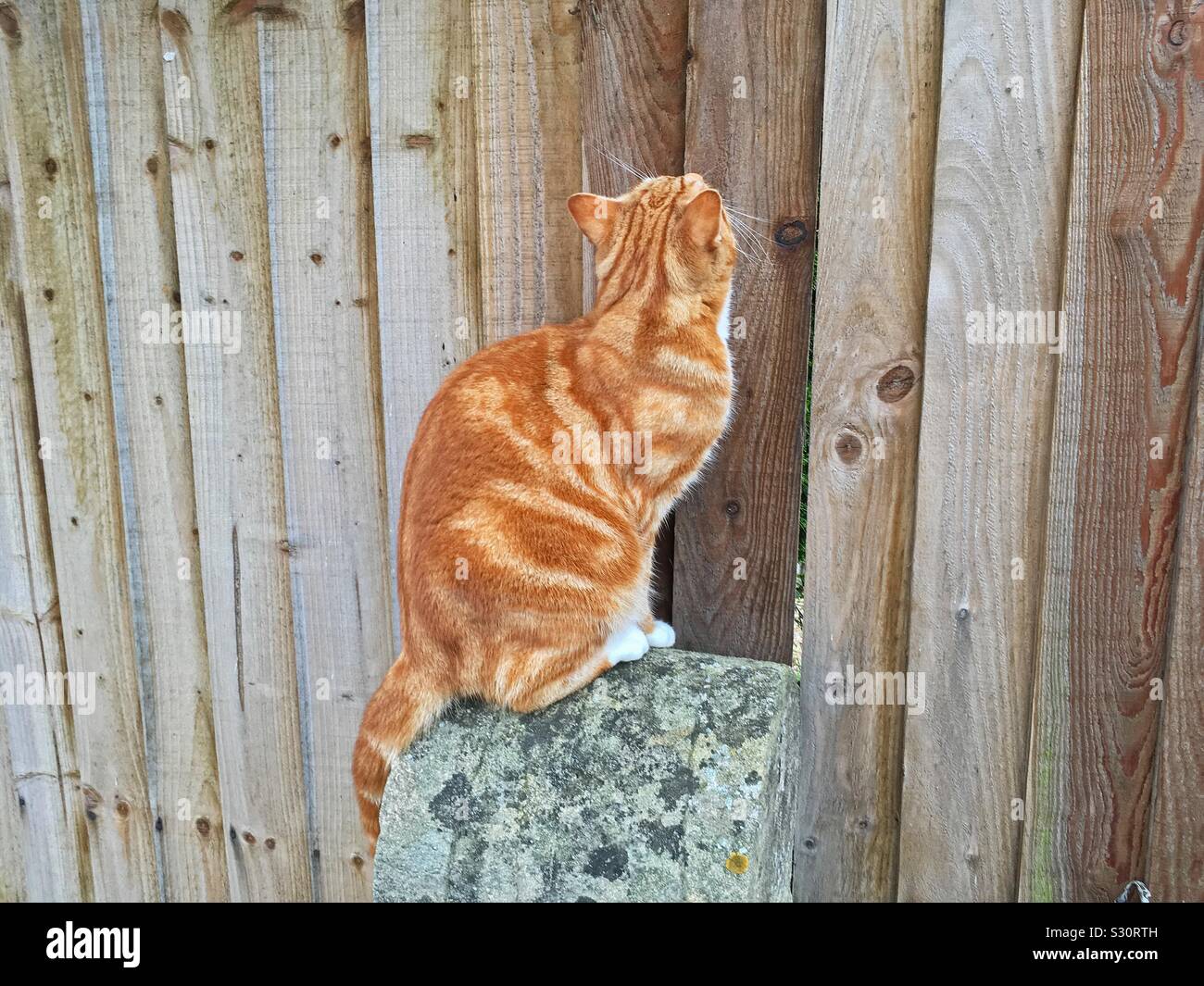 cat fence posts
