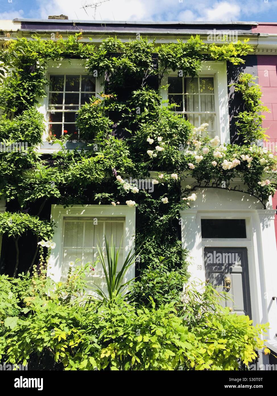 Vine covered house in London Stock Photo Alamy
