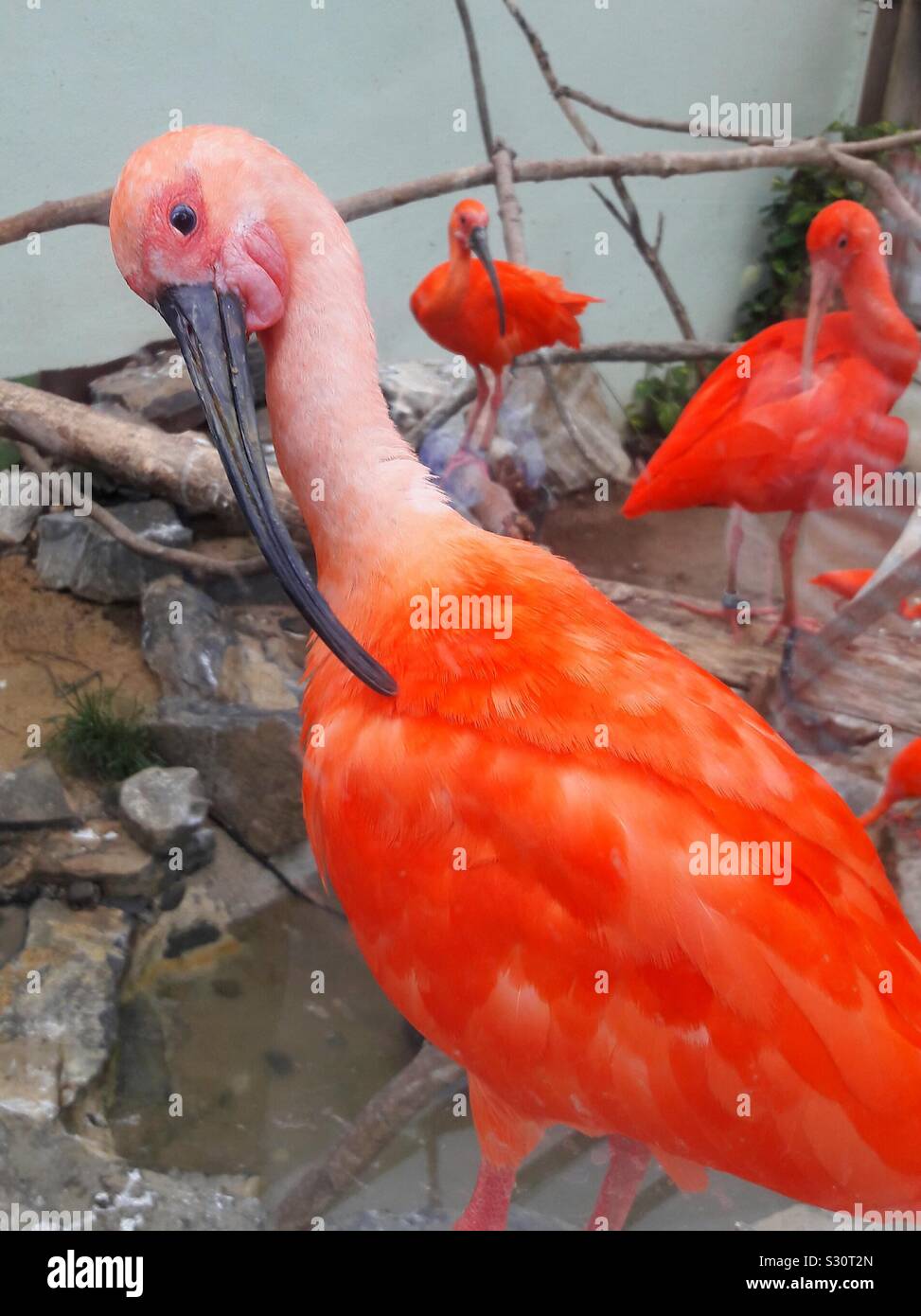 A big beautiful bird with orange color and black beak Stock Photo - Alamy