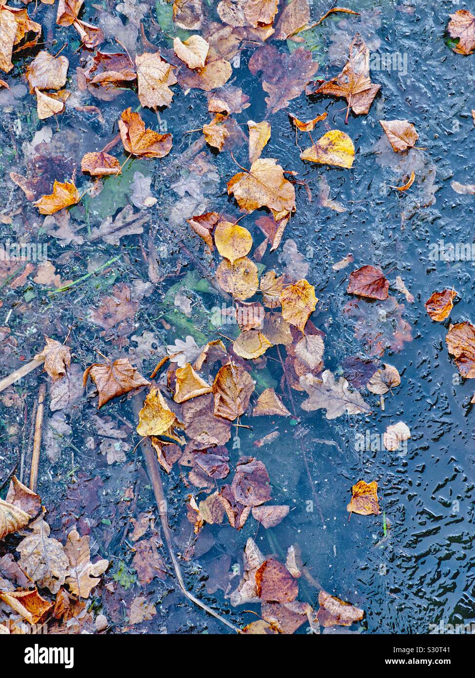 Autumn leaves on frozen lake as seasons change from autumn to winter, Sweden Stock Photo