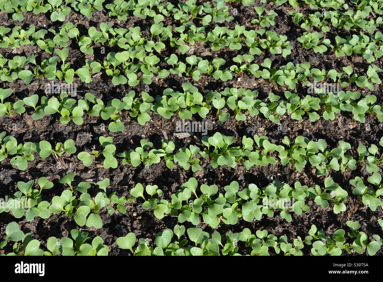 Seedlings sprouting in a vegetable garden - Smartphone Captured Stock Image
