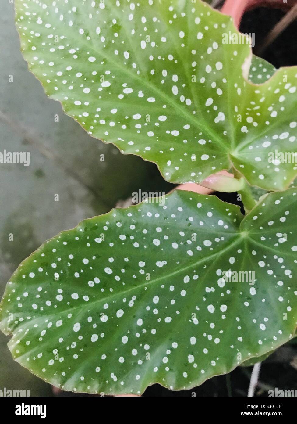 Close up shot of Polka dot begonia, Begonia maculata- wax begonia Stock Photo