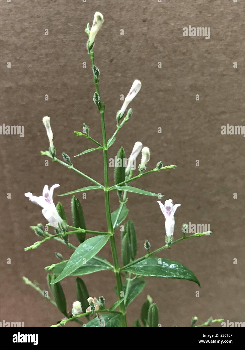 A chinese medicinal herbs with white and purple coloured flower and buds- Nilavembu in Tamil- a indian herbal medicinal plant in Singapore,all South Indians drinking this herbal water to defend virus Stock Photo