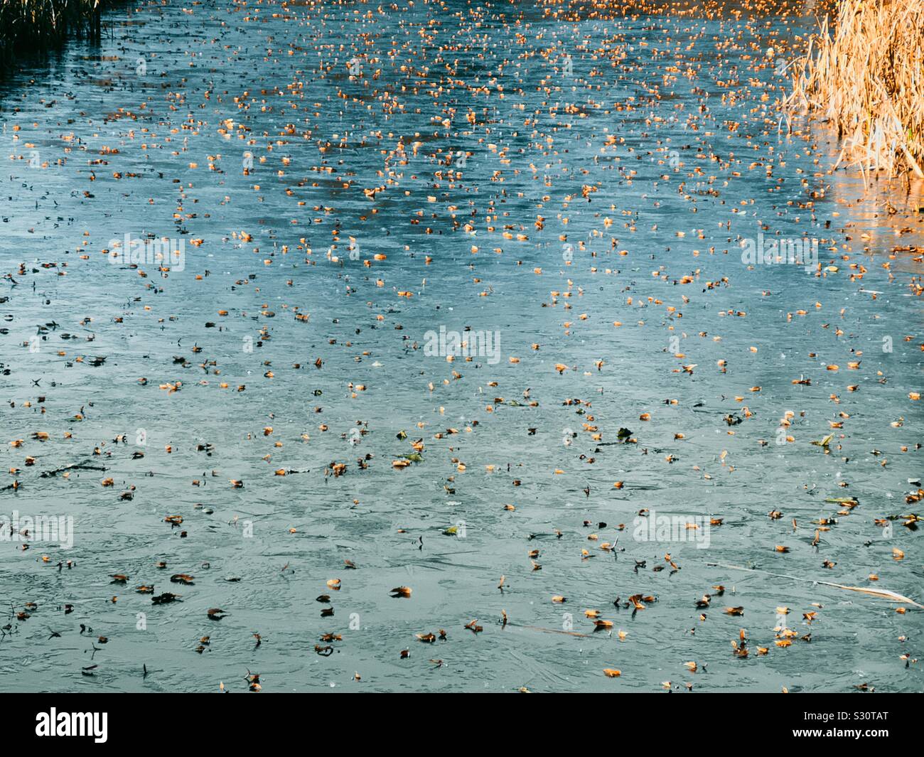 Autumn leaves on surface of frozen lake as seasons change from autumn to winter, Sweden Stock Photo