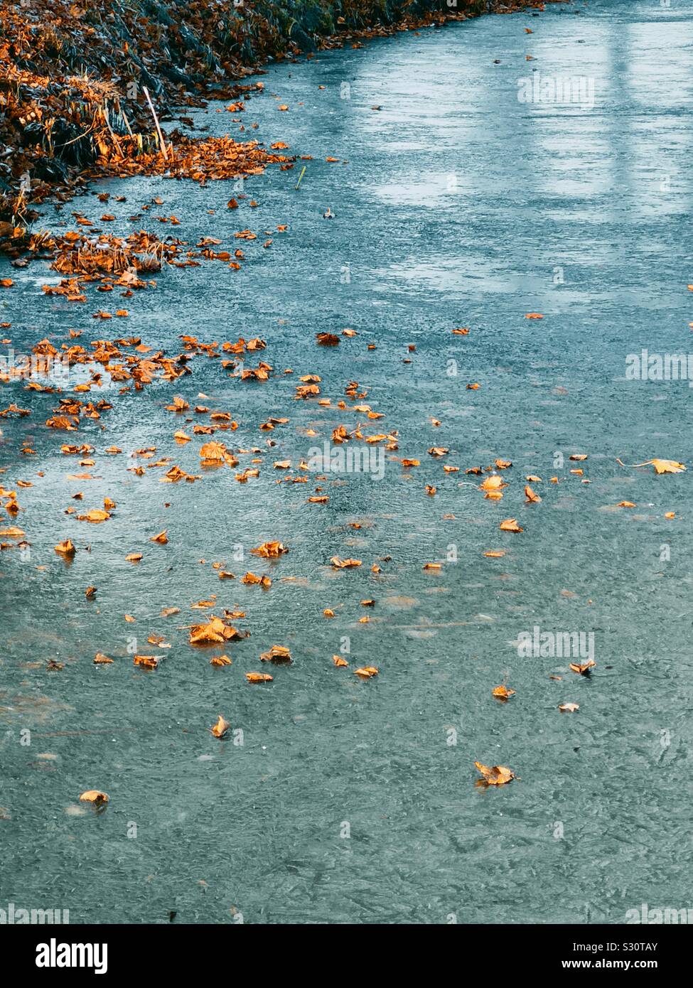 Autumn leaves blowing across frozen lake, Sweden Stock Photo